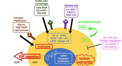 Targeting Hepatic Stellate Cells for the Treatment of Liver Fibrosis by Natural Products: Is It the Dawning of a New Era?